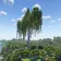 Big Birch Tree