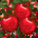 Minecraft Mod : Better Apple Drops