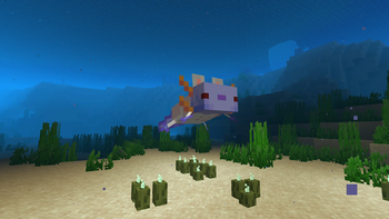 Minecraft Mod : AshAxolotl Axolotl Variant 1