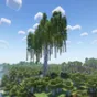 Big Birch Tree
