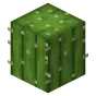 Cactus Dupe